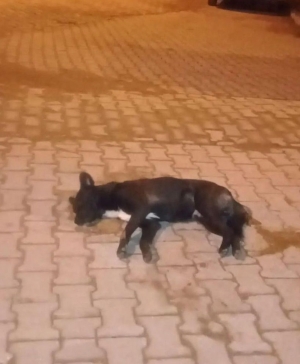 Aydın'da zehirlenen 5 sokak köpeği öldü(Galeri)