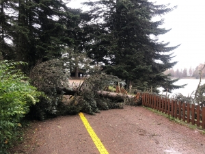 Bolu’da kuvvetli rüzgar; tabiat parkındaki ağaçlar devrildi(Galeri)