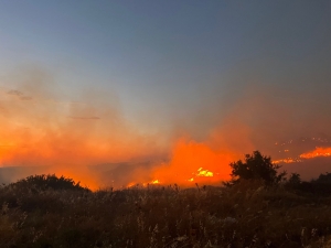 Çeşme'de makilik yangını; 7 gözaltı (6)(Galeri)