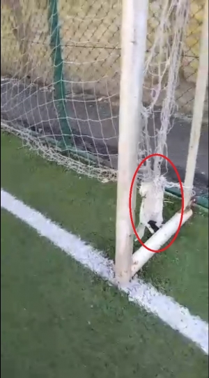 Halı sahanın kale filesine bağlı 2 kedi ölüsü bulundu(Galeri)