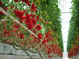 HEKTAŞ’ın yerli sebze tohumları Growtech Fuarı’nda tanıtıldı(Galeri)