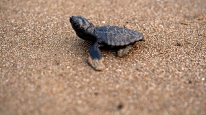 İlk caretta caretta yavrusu, İztuzu'nda yuvadan çıktı(Galeri)