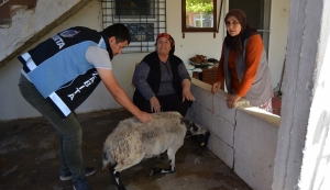 Kurbanlık keçisi kaçan kadına belediye başkanı koyun gönderdi(Galeri)