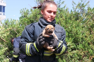 Kuyuya düşen 7 yavru köpek kurtarıldı(Galeri)
