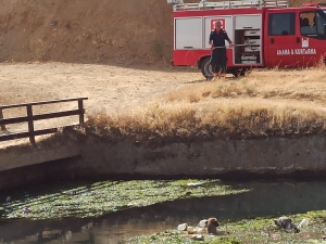 Nusaybin’de sulama kanalında düşen 3 köpek kurtarıldı(Galeri)