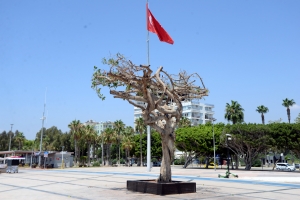 Özgecan Aslan Barış Meydanı'ndaki yarım asırlık ağacı asit enjekte edip kuruttular(Galeri)