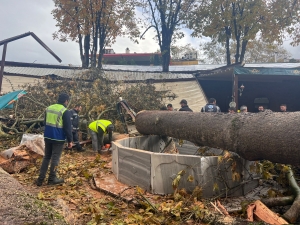 Tarihi handaki 250 yıllık çınar ağacı, lodos nedeniyle devrildi (3)(Galeri)