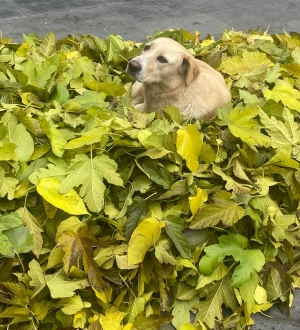 Temizlik yaparken topladığı yaprakların üzerinde uyuyan köpeği, 3 saat bekledi(Galeri)