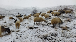 Van ve Hakkari'de kar yağışı (4)(Galeri)