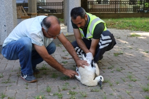 Yuvasından cami avlusuna düşen yavru leylek tedaviye alındı(Galeri)