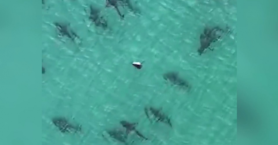 ABD’de sahile yaklaşan köpek balığı sürüsü böyle görüntülendi