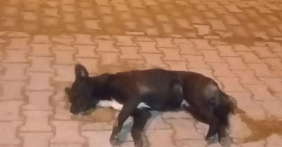 Aydın'da zehirlenen 5 sokak köpeği öldü