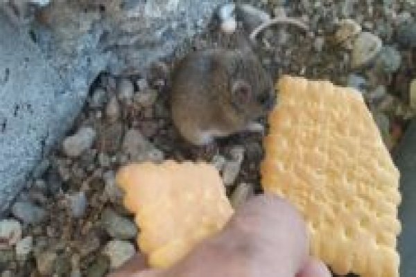 Bahçesindeki fareyi bisküvi ile besliyor