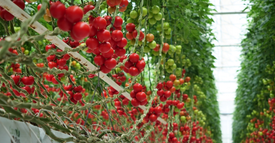 HEKTAŞ’ın yerli sebze tohumları Growtech Fuarı’nda tanıtıldı