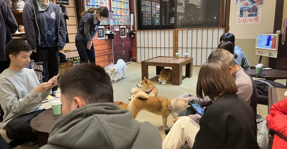 (ÖZEL) Tokyo’da gençlerin gözdesi yavru köpekli kafeler