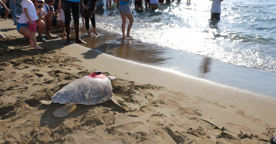 Sinyali kesilen caretta 'Tuba', yazın Dalyan'a bekleniyor