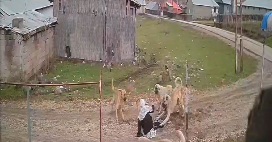 Sokak köpeklerinin saldırısına uğrayan 79 yaşındaki kadını komşuları kurtardı