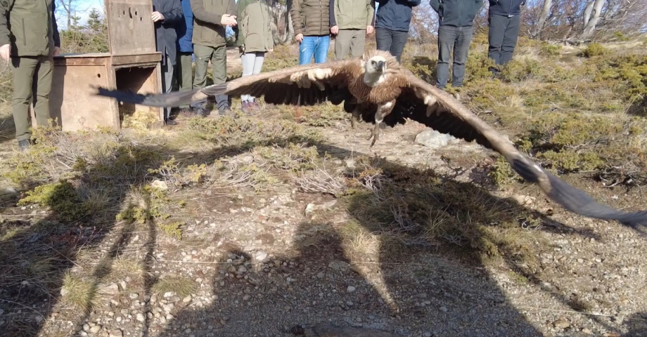 Tarlada bitkin bulunan 'kızıl akbaba' tedavisinin ardından Uludağ'da doğaya salındı