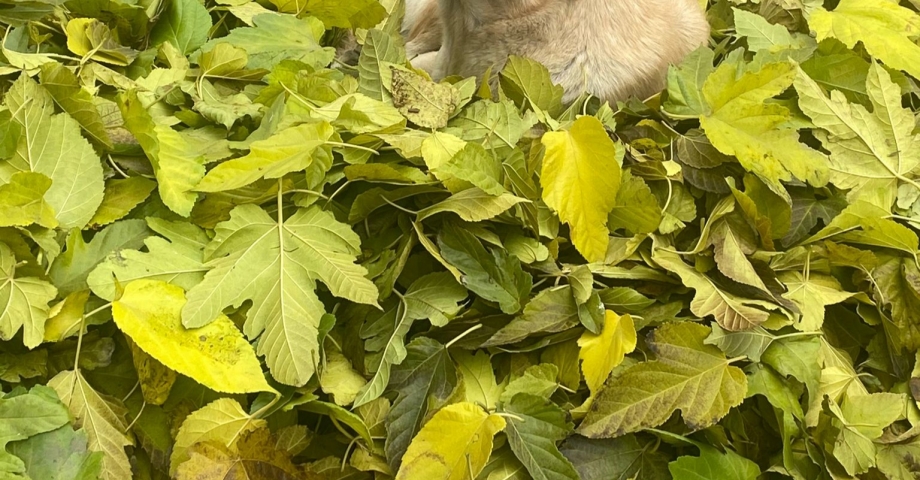 Temizlik yaparken topladığı yaprakların üzerinde uyuyan köpeği, 3 saat bekledi