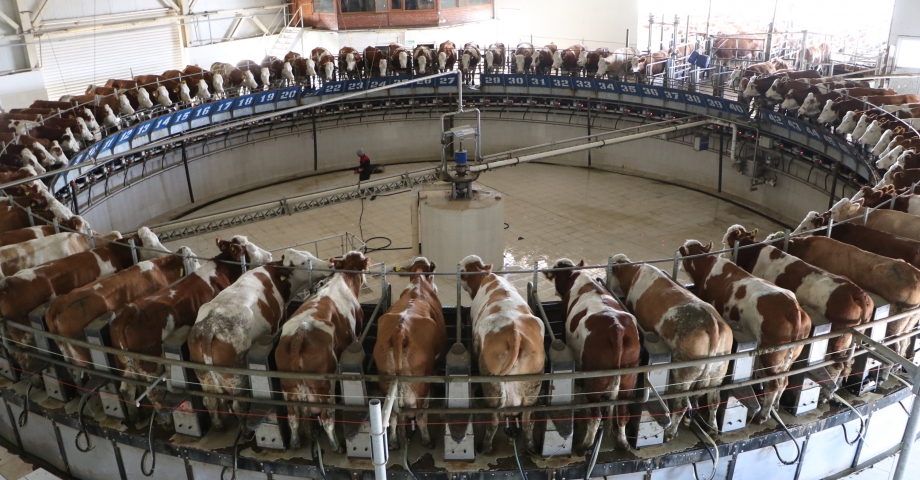 Türkiye'nin en büyük çiftliğinde günde 80 ton süt elde ediliyor