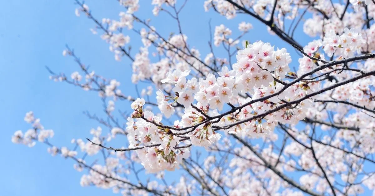 Baharın ikinci işareti: Cemre suya düşüyor