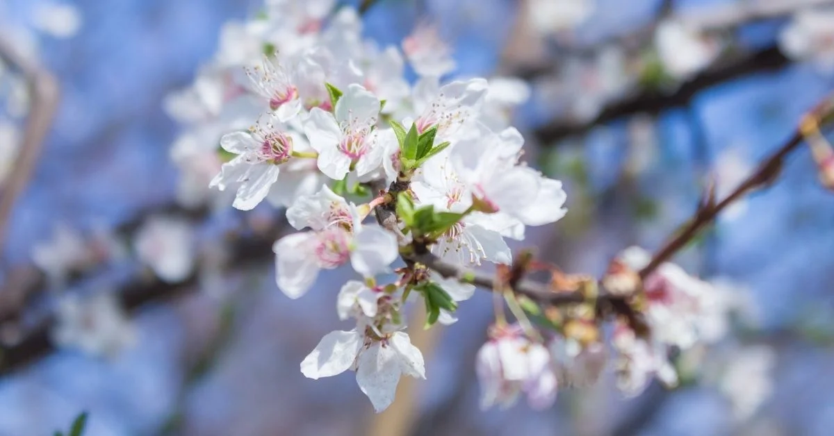 Baharın habercisi ikinci cemre suya ulasti