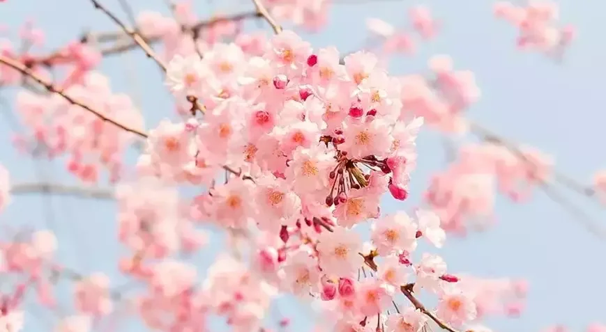 Baharin gelişine ilk sinyal: Cemreler geliyor