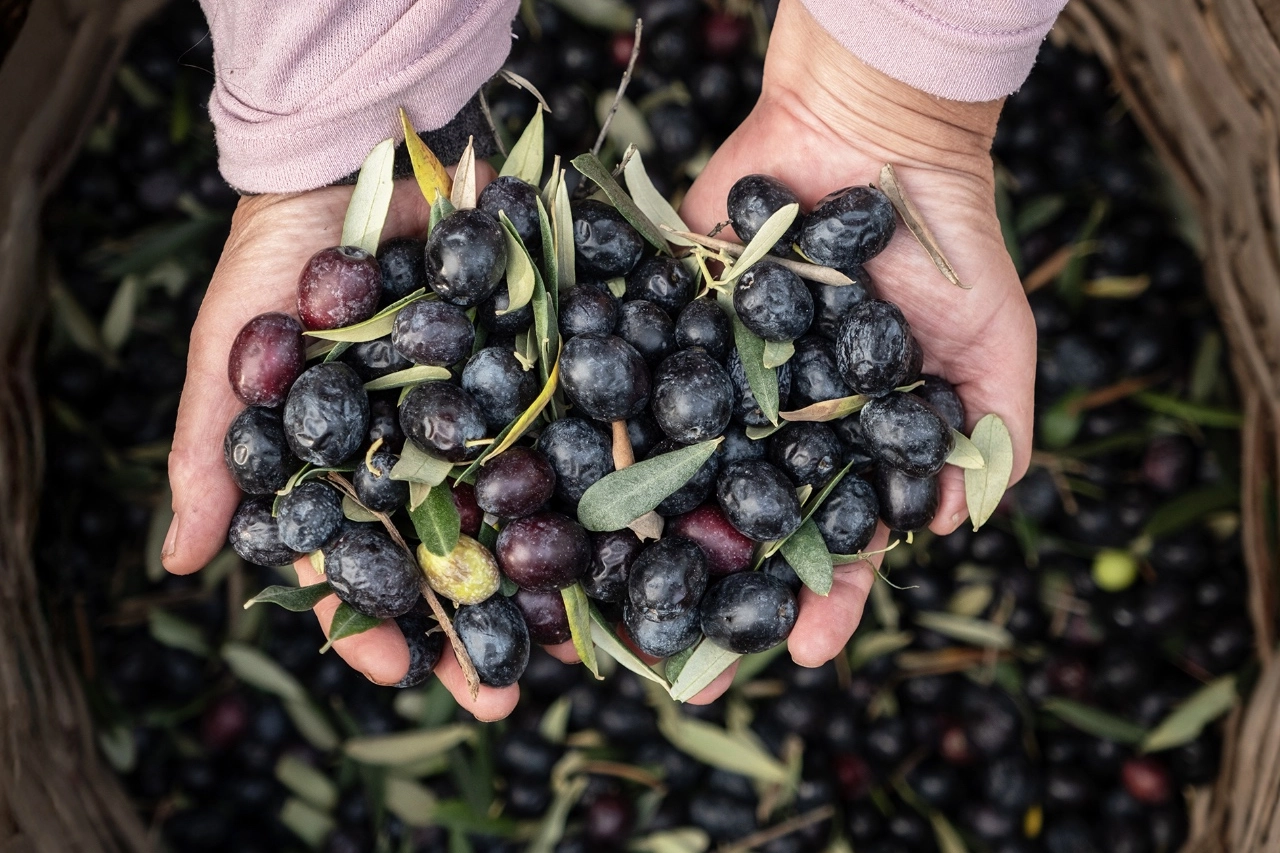 Marmarabirlik'ten 6,8 milyar TL'lik ciro ve ihracatta tarihi rekor