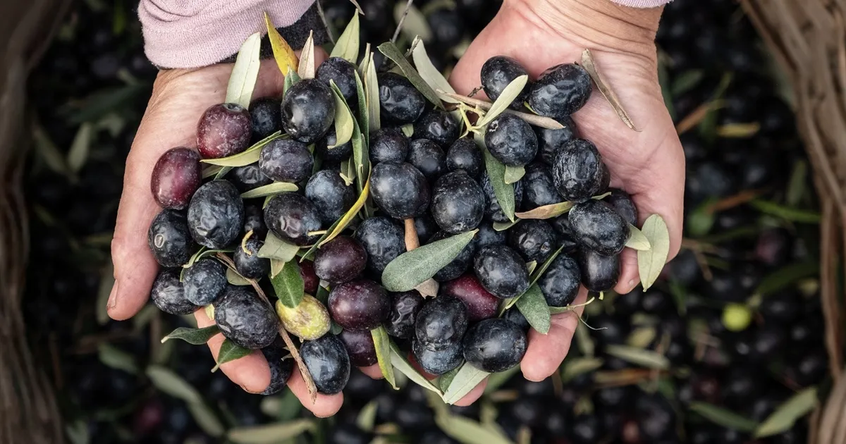 Marmarabirlik'ten 6,8 milyar TL'lik ciro ve ihracatta tarihi rekor