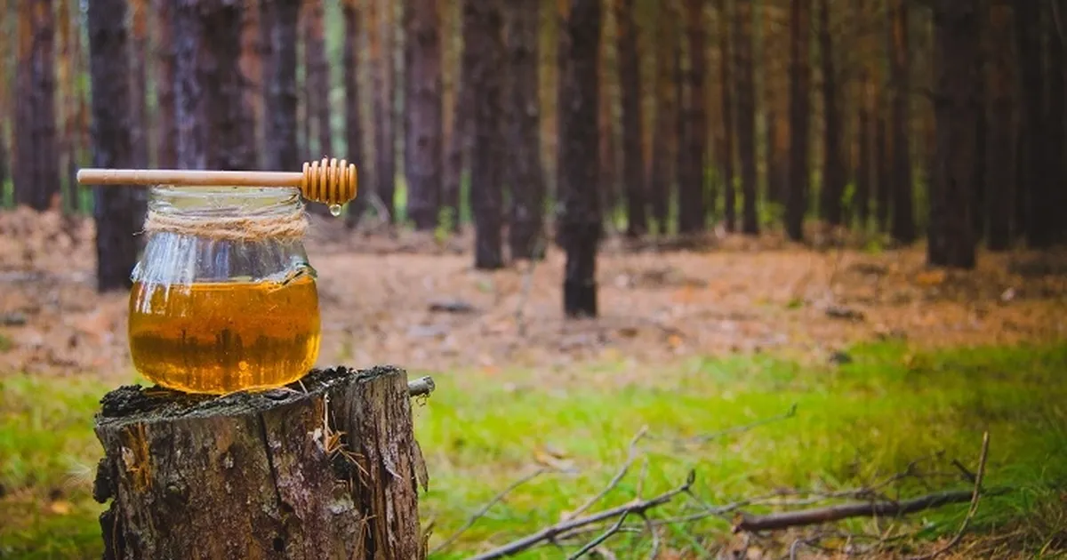 Türk çam balı için Ar-Ge atağı