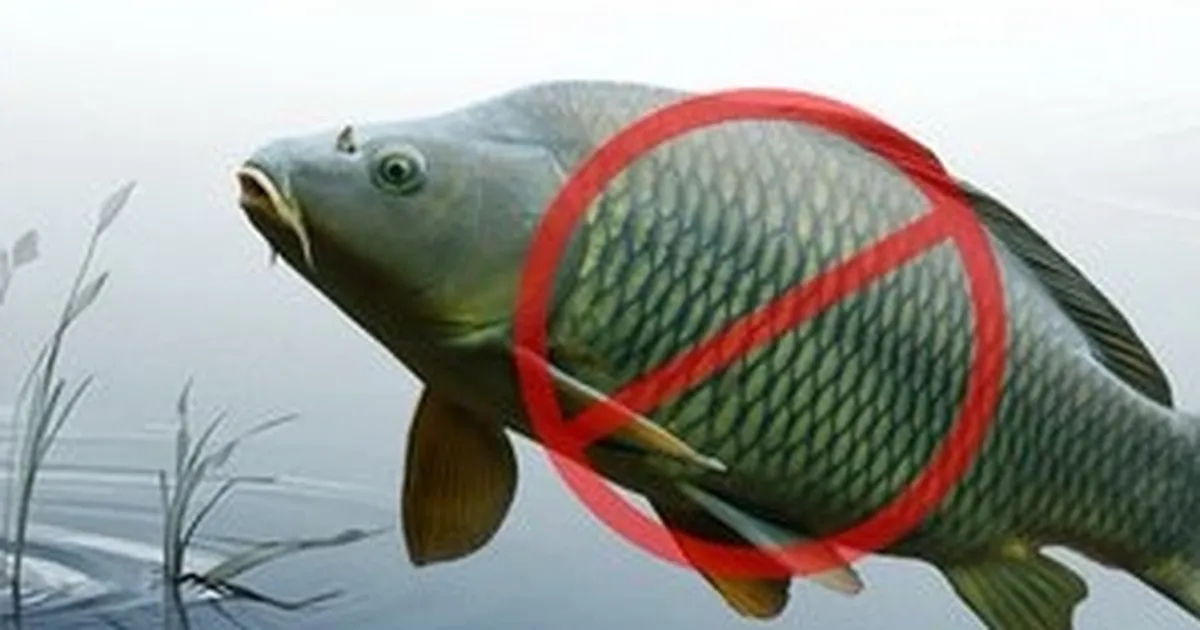 Adana’da sazangillerin avcılığına 31 Mayıs'a yasak!