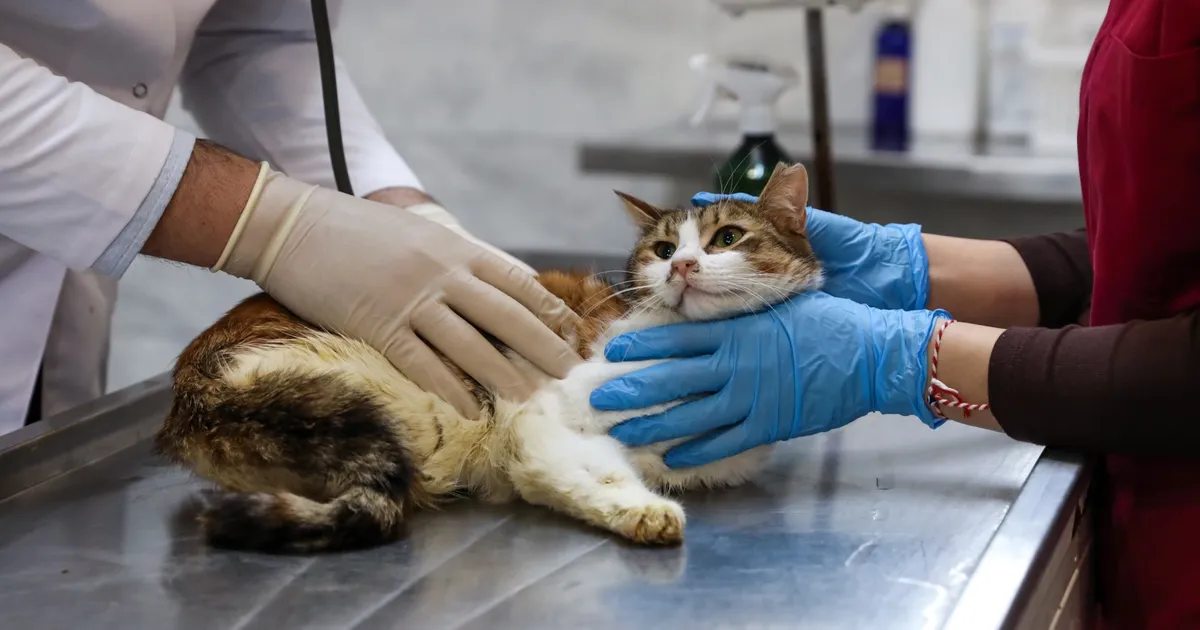 Bursa'da yaralıya kediye Büyükşehir şefkati