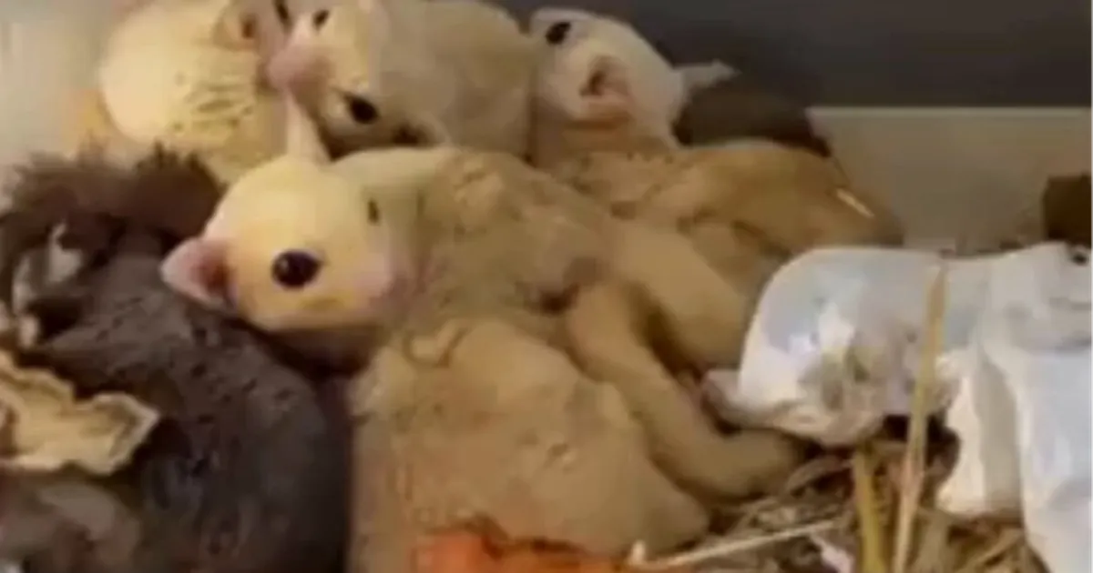 Isparta’da yasa dışı 35 hayvana el konuldu