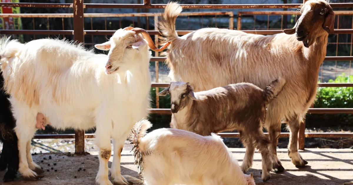 Antalya'da ücretsiz parazit uygulaması üreticinin yüzünü güldürdü