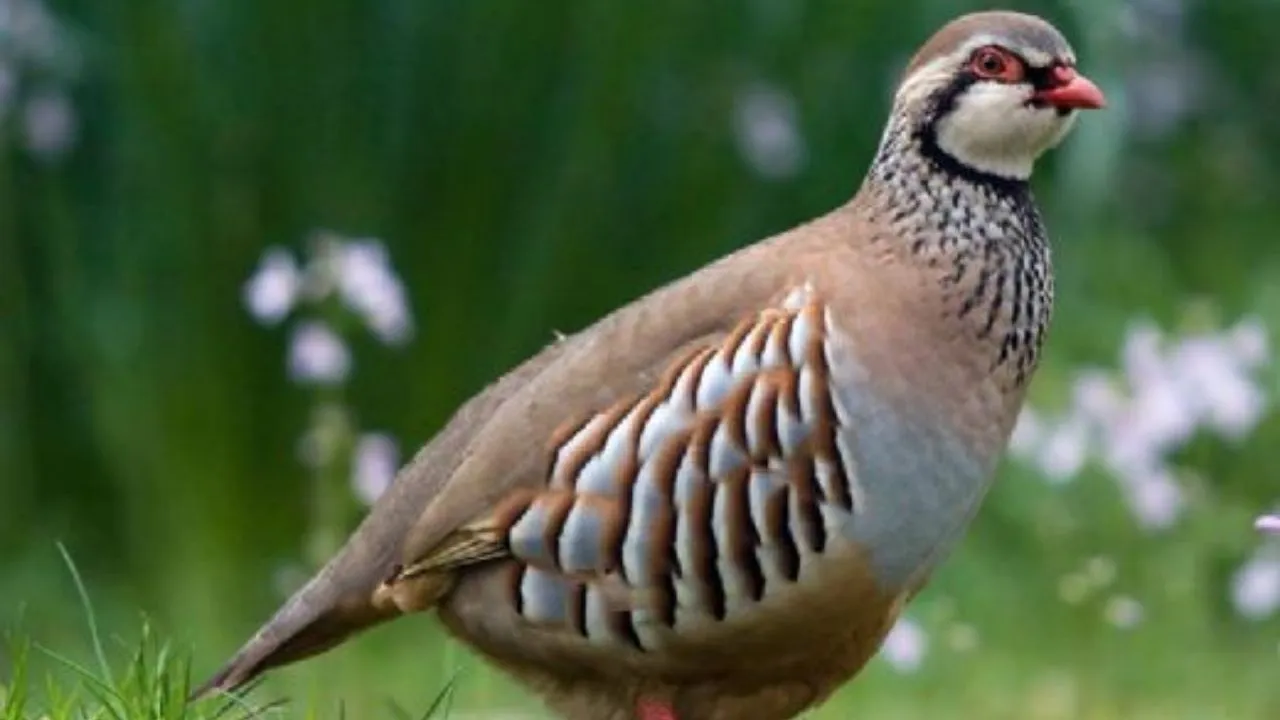 Keneyle mücadelede keklik takibi başladı