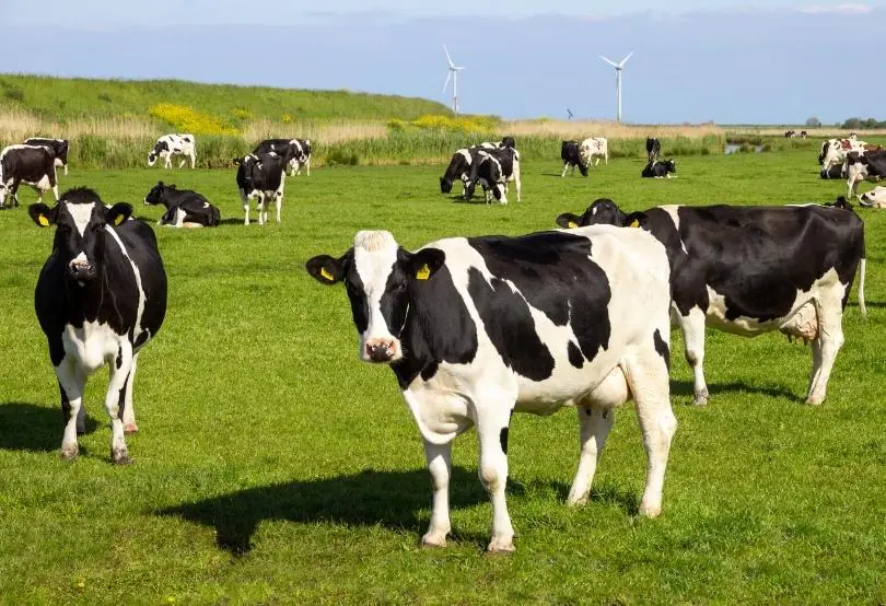 SAT-1 Tipi şap hastalığına karşı Türkiye genelinde aşılama seferberliği başlatıldı