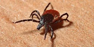 İstanbul'da 2025 yılında 7 bin 2 kene vakası bildirildi