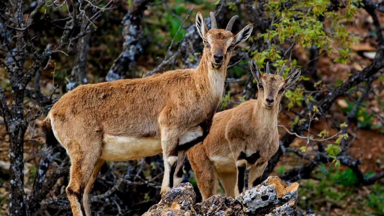 Yaban keçilerini avlayan 3 kişiye 1,9 milyon lira ceza