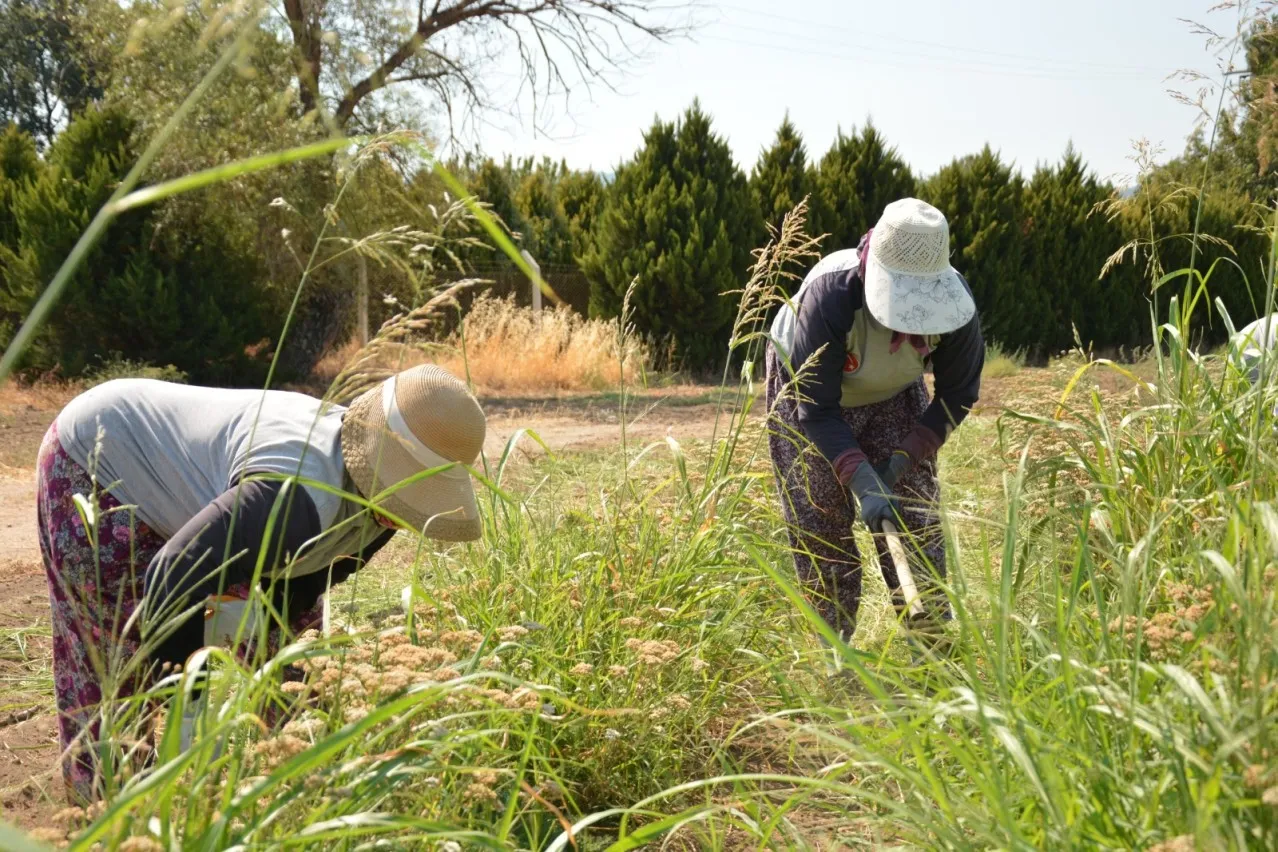 Çiftçilere 476 milyon liralık destekleme ödemesi bugün yapılacak