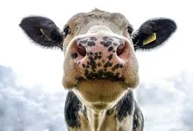 Şap hastalığına karşı aşılamada başarı: 24 ilde hayvan pazarları yeniden açıldı