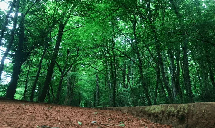 Ormanların korunması için 6 ayda 10,9 milyar lira harcandı