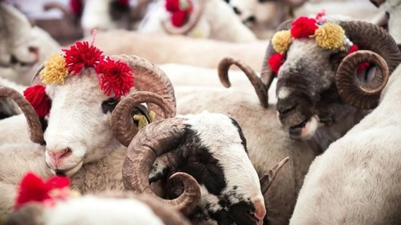 Diyanet uyardı: Bayram namazı öncesi kesilen kurbanlar geçersiz