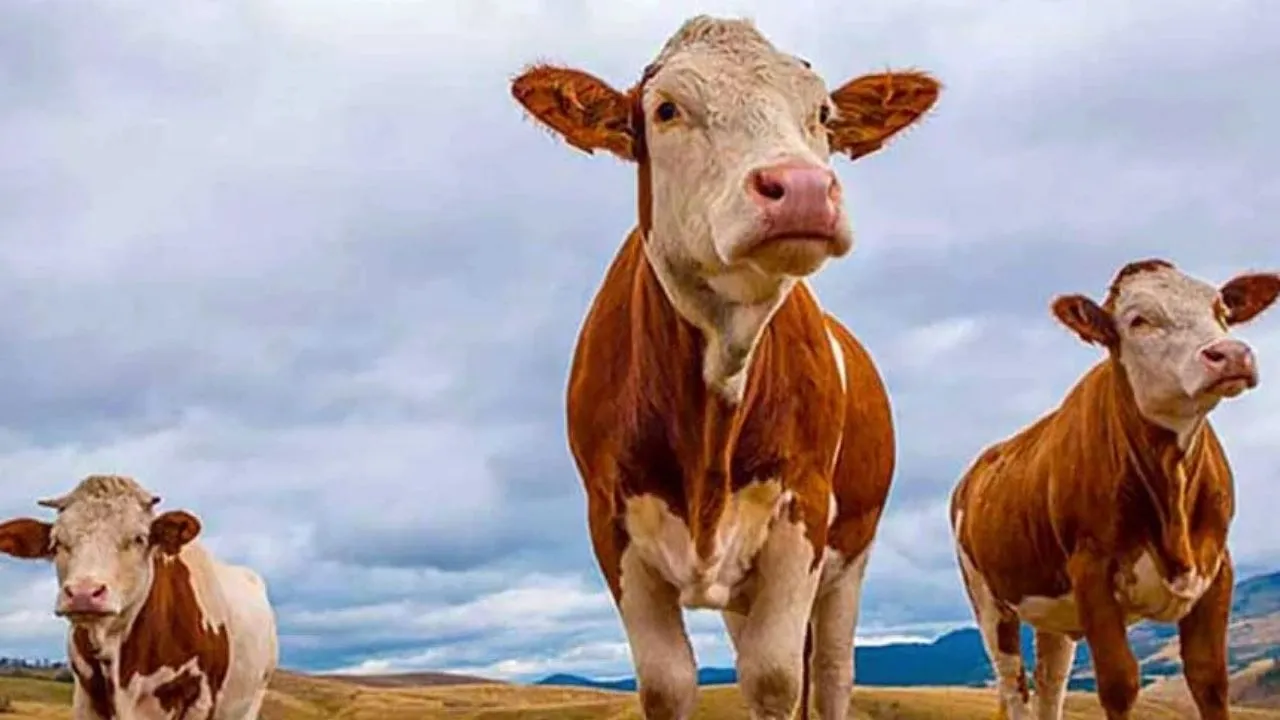Doğu Anadolu’dan Kurban Bayramı öncesi 80 bin kurbanlık batıya gönderildi