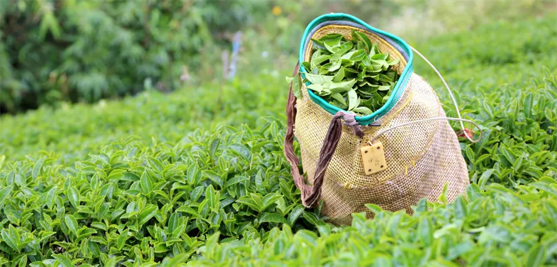 ÇAYKUR, yaş çay alımlarında randevulu sisteme geçiyor