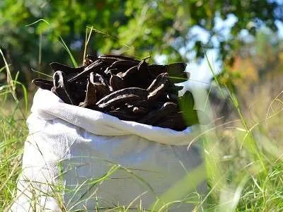 “Alanya Keçiboynuzu” coğrafi işaretle tescillendi