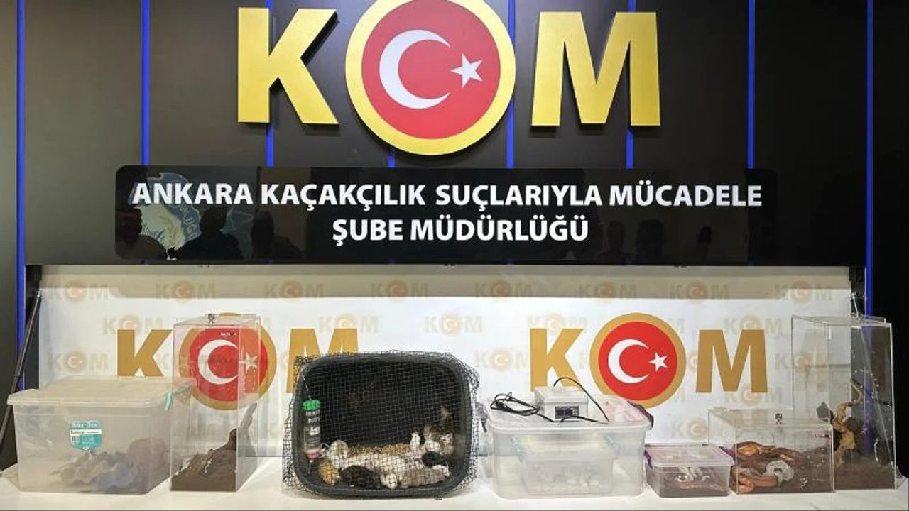 Ankara merkezli operasyonda 96 egzotik hayvan ele geçirildi