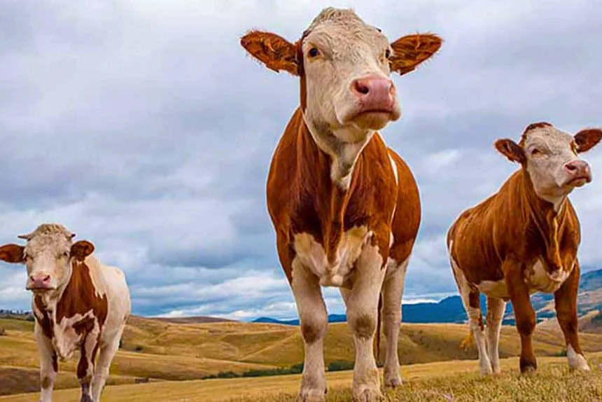 Kurban Bayramı'na sayılı gün kaldı... Kurbanlık hayvan düzeyi yeterli mi?
