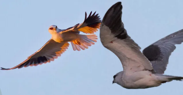 Doğanın kalbi Milleyha Kuş Cenneti, artık koruma altında