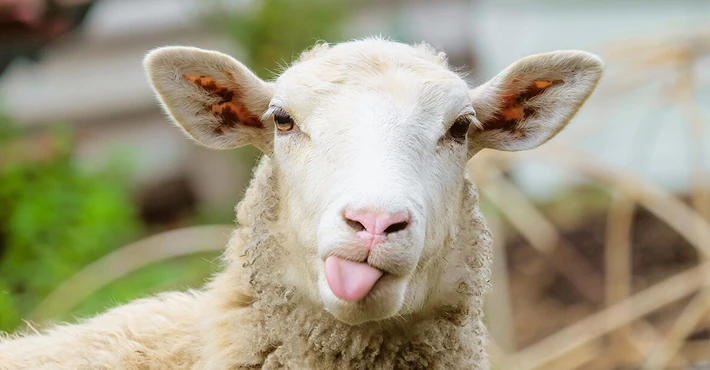 TİGEM, 700 küçükbaş hayvan için ihale düzenliyor