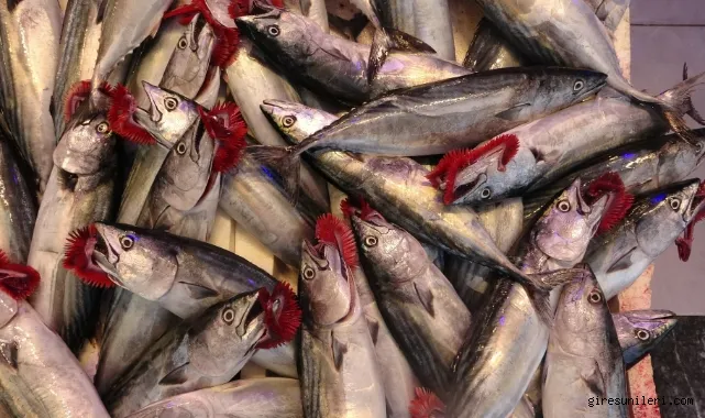 Balıkçılar palamuda doydu, 50 bin ton palamut avlandı